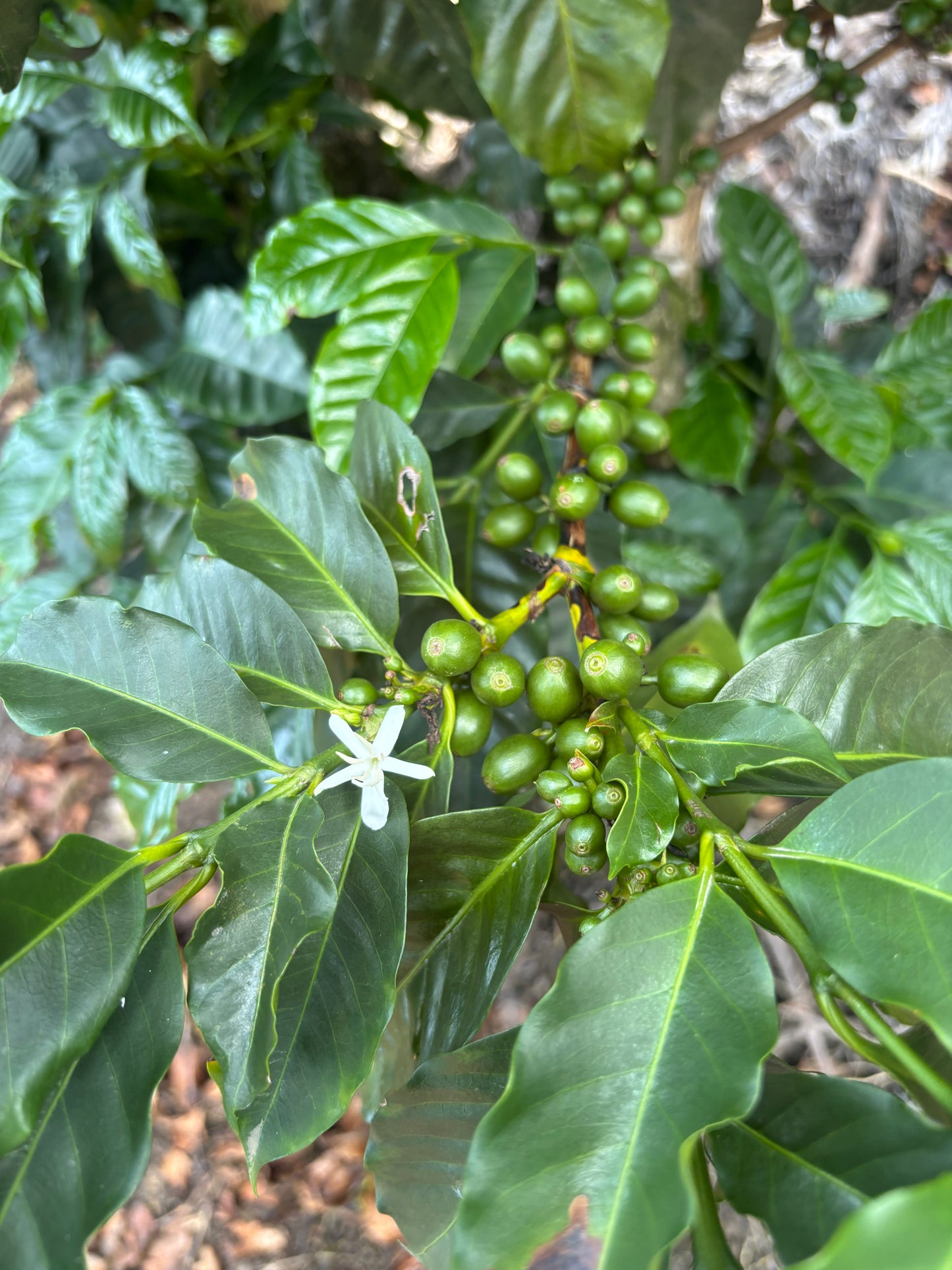 Guatemala (Single Origin)