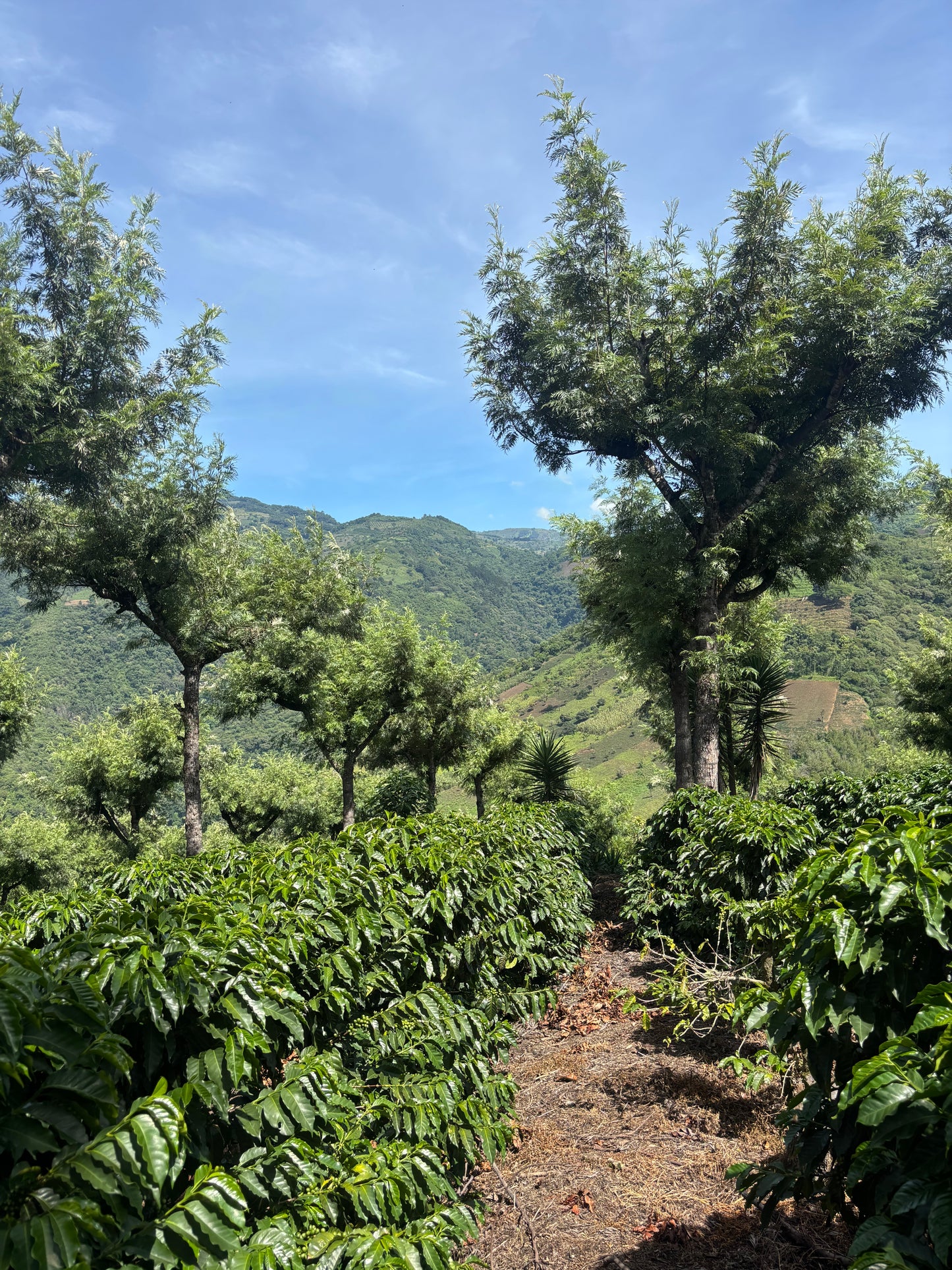 Start Line (Medium Roast Blend)