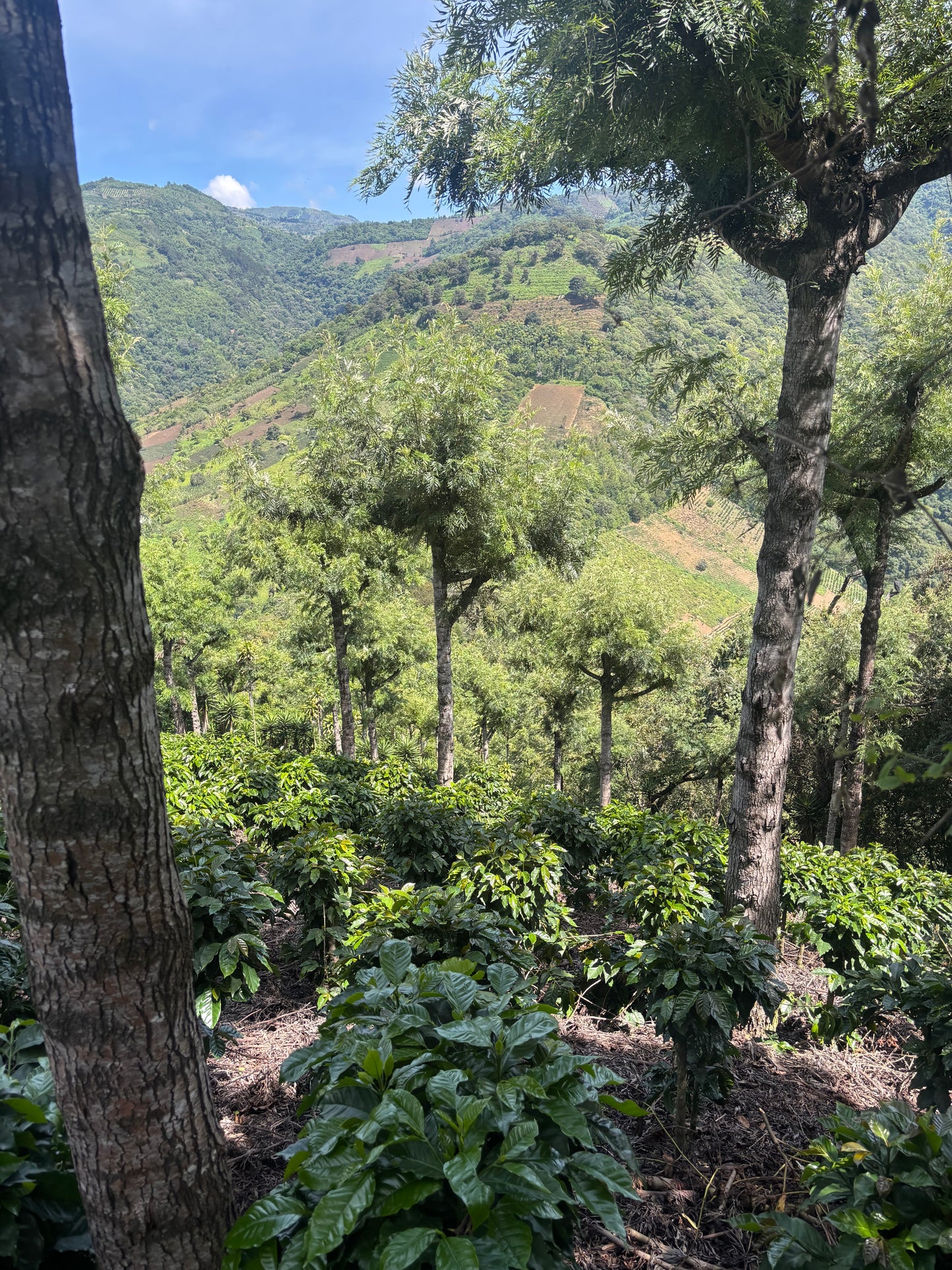 Guatemala (Single Origin)